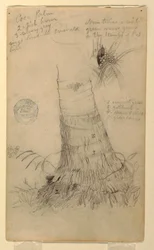 Tekening, Studies van een kokospalm, mei en juni, 1857
