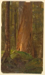 Tekening, Studie in de bossen van Maine, 1855-65