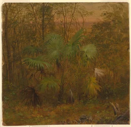 Tekening, Rietpalm, Jamaica, mei 1865