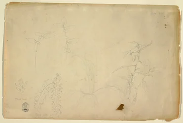 Tekening, Doornen en distels, juli 1844