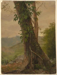Tekening, Boom met wijnranken, Jamaica, West-Indië, mei 1865