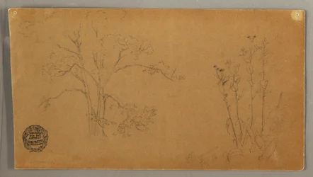 Tekening, Bomen en planten, Elecampene, september 1856