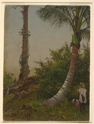 Tekening, Bomen in Jamaica, West-Indië, 1865
