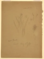Tekening, Waterplanten, Rome Italië