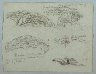 Vijf studies van boomtoppen, Rio Magdalena, Colombia