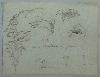 Studies van de Rio Magdalena, Colombia: Boomtoppen, Vliegende Witte Vogel, Wijnstokken en Drie Bloeiende Planten