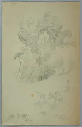 Studies van bomen en takken, Jamaica