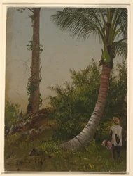 Bomen in Jamaica, West-Indië