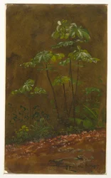 Trompetboom, Jamaica