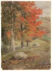 Bossen in de Herfst