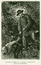 Een truffelzoeker. Gravure door Lix ter illustratie van het verhaal 