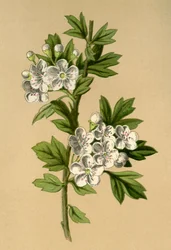 Meidoorn, 1877