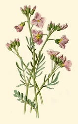 Vrouwenmantel, Bitterkers of Koekoeksbloem, 1877