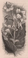 Letter N, initiaal, gravure, door Frederick Edward Hulme uit The familiar Garden Flower, circa 1880