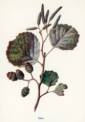 Wilde vruchten van het platteland: Els (kleurenlitho)