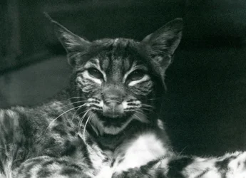 Een Baby LynxBobcat likkend aan zijn lippen, London Zoo, juni 1925