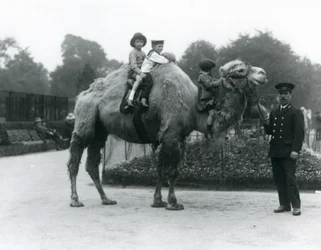 Een Bactrische kameelrit met verzorger Harry Warwick in de Londense dierentuin, juni 1924