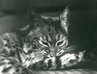Een Bay LynxBobcat die zich verzorgt