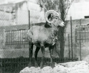 Een dikhoornschaapram staat op een rots en kijkt uit over zijn verblijf aan de voet van de Mappin Terraces, London Zoo. 1931