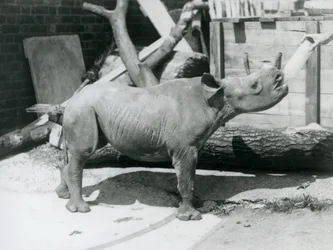 Een kalf van een zwarte neushoorn dat met de fles wordt gevoed door zijn verzorger, London Zoo, september 1928