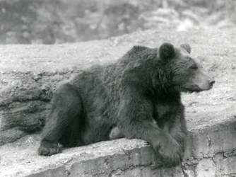 Een Bruine Beer rustend op een richel in London Zoo
