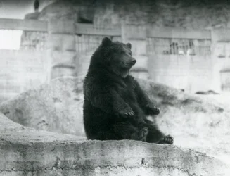 Een bruine beer zittend in zijn verblijf aan de voet van de Mappin Terraces in de London Zoo, september 1921