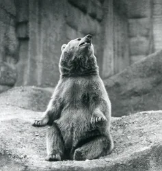 Een bruine beer zittend op een rotsrichel in de London Zoo in september 1927