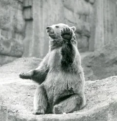 Een Bruine Beer zittend op een rotsachtige richel, zwaaiend met een van zijn voorpoten, London Zoo, september 1927