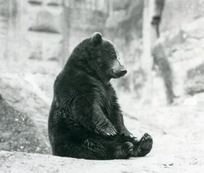 Een Bruine Beer zittend op de rotsen van de Mappin Terrassen, London Zoo, juni 1928