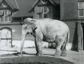 Een Birmaanse olifant staand buiten het Olifantenhuis, London Zoo