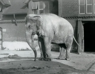 Een Birmaanse olifant buiten het olifantenhuis in London Zoo in 1929