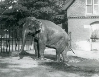 Een Birmaanse Olifant die uit een zwembad in zijn verblijf stapt, London Zoo