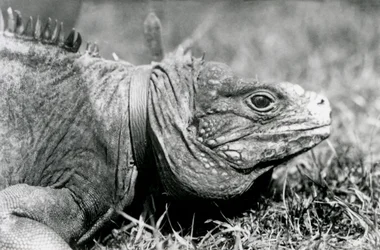 Een Bewolkte Rotsleguaan Methuselah, met een halsband, wandelend op een grasveld in London Zoo, juli 1924