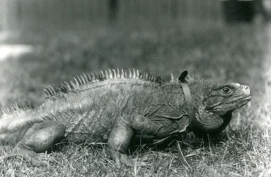 Een bewolkte rotsleguaan, met een halsband, wandelend op een grasveld in de Londense dierentuin, juli 1924