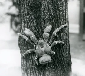 Een kokosnootkrab klimmend in een boom, London Zoo, 1927