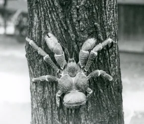 Een kokoskrab, of dievenkrab, klimmend in een boom, London Zoo, juli 1927