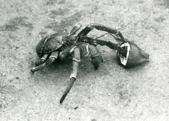 Een kokoskrab, of dievenkrab, etend van een kokosnoot, London Zoo, juli 1927