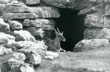 Een gewone eland rustend bij de ingang van zijn schuilplaats tussen de rotsen in de Eland/Antilope weide, London Zoo in 1929 (zwart-wit foto)