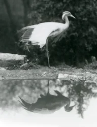 Een Demoiselle Kraanvogel staand op één poot, met zijn spiegelachtige reflectie in de poel eronder, London Zoo