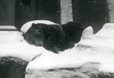 Een grizzlybeer slapend in de sneeuw, London Zoo, 1924