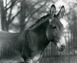 Een hybride zebra in de London Zoo in juli 1924