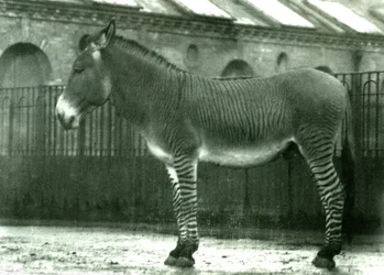 Een Hybride Zebra in zijn verblijf in de London Zoo, 1924