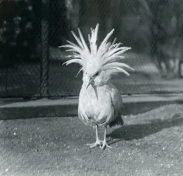 Een Kagu of Cagu die zijn kuifveren toont in de London Zoo, juni 1921
