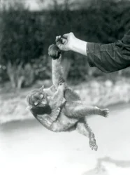 Een rolstaartbeer hangt met zijn grijpstaart aan de vinger van een verzorger, London Zoo, september 1925