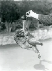 Een rolstaartbeer hangt met zijn grijpstaart aan de vinger van een verzorger, London Zoo, september 1925