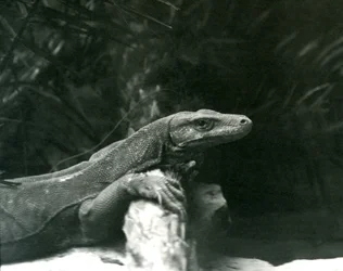 Een Komodovaraan rustend met zijn nek en voorpoten tegen een stam in de London Zoo in juni 1927