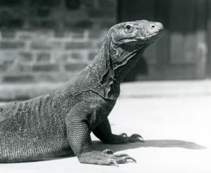 Een Komodovaraan in de London Zoo in augustus 1928
