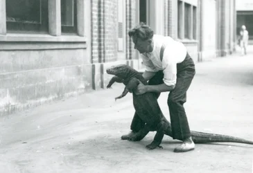 Een Komodovaraan die op zijn achterpoten wordt gehouden door een verzorger in de London Zoo in augustus 1928