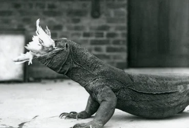 Een Komodovaraan die een kip eet in de London Zoo, augustus 1928