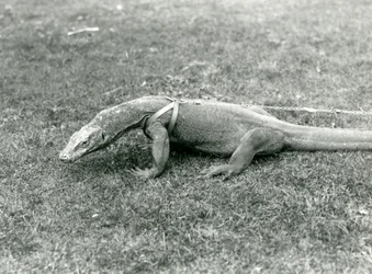 Een Komodovaraan uit voor een wandeling op een gazon, met een harnas en riem